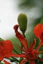 Flame tree flowers and buds with dewdrops Royalty Free Stock Photo