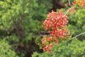 Flame tree flowers or peacock flowers