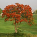 Flame tree full of red fiery flowers on spring season Royalty Free Stock Photo