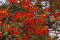 Flame tree full of red fiery flowers on spring season Royalty Free Stock Photo