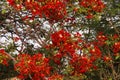 Flame tree full of red fiery flowers on spring season Royalty Free Stock Photo