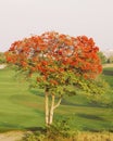 flame tree with full of red fiery flowers on spring season in a green field Royalty Free Stock Photo