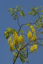 Flame Tree Gulmohar; Delonix regia Petals spread all over backyard of Old bungalow in belgaum at karnataka