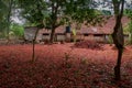 Flame Tree Gulmohar; Delonix regia Petals spread all over backyard of Old bungalow in belgaum at karnataka Royalty Free Stock Photo