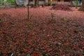 Flame Tree Gulmohar; Delonix regia Petals spread all overbackyard of Old bungalow in belgaum at karnataka