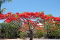 Flame tree with fiery red blooms in Airlie Beach, Australia Royalty Free Stock Photo