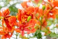 Flame tree or Royal Poinciana flower blooming in garden Royalty Free Stock Photo
