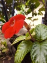 Flame Violet - Episcia cupreata