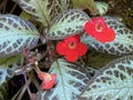 Flame Violet / Episcia cupreata Hook. Hanst. / Flammenviolett, Cyrtodeira trianae, Episcia splendens, Tapina splendens Royalty Free Stock Photo