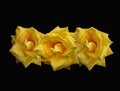 Flame yellow roses