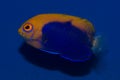 Flameback Angelfish