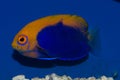 Flameback Angelfish Royalty Free Stock Photo