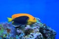 Flameback angelfish Royalty Free Stock Photo