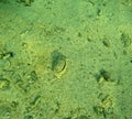 flamed box crab underwater camouflaged in the sand