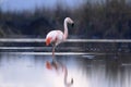 Flamenco chileno Phoenicopterus chilensis sobre laguna