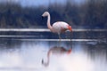 Flamenco chileno Phoenicopterus chilensis sobre laguna