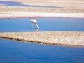 Flamenco eating in the salar