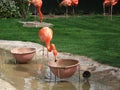 Flamenco's flamingo's