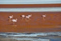 Flamencos in Laguna Colorada, Sur Lipez, South Bolivia Royalty Free Stock Photo