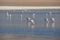 Flamencos in Sur Lipez, Bolivia Royalty Free Stock Photo