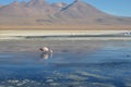 Flamencos in Sur Lipez, Bolivia