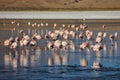 Flamencos in Sur Lipez, Bolivia Royalty Free Stock Photo