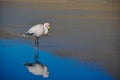 Flamencos in Sur Lipez, Bolivia Royalty Free Stock Photo