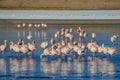 Flamencos in Sur Lipez, Bolivia Royalty Free Stock Photo