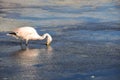 Flamencos in Sur Lipez, Bolivia Royalty Free Stock Photo