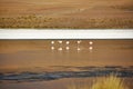 Flamencos in Sur Lipez, Bolivia