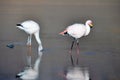 Flamencos in Sur Lipez, Bolivia