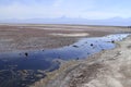 Flamengos in flamenco reserve in Salar de Atacama