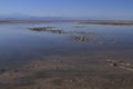 Flamengos in flamenco reserve in Salar de Atacama