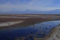 Flamengos in flamenco reserve in Salar de Atacama