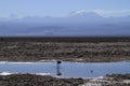 Flamengos in flamenco reserve in Salar de Atacama