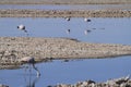 Flamengos in flamenco reserve in Salar de Atacama