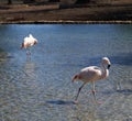 Flamengos in a lake Royalty Free Stock Photo