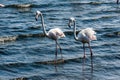 Flamengos at Walvis Bay