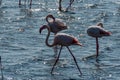 Flamengos at Walvis Bay