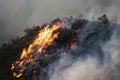 Flames Burning Brush and Trees on Hillside during California Woolsey Fire Royalty Free Stock Photo