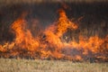 Flames from a controlled burn