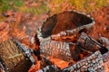 The flames and embers of a large bonfire are burning from wood logs Royalty Free Stock Photo