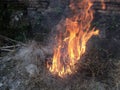 Flames of fire when burning dry grass trash