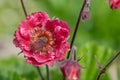 Flames of passion geum flower Royalty Free Stock Photo