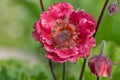 Flames of passion geum flower Royalty Free Stock Photo