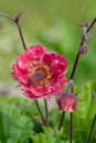 Flames of passion geum flower Royalty Free Stock Photo