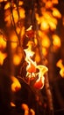 flames on a tree branch in the dark Royalty Free Stock Photo
