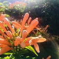 An Orange trumpetvine with backlit close up. Square photo image. Royalty Free Stock Photo