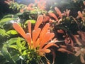 An Orange trumpetvine with morning backlit. Royalty Free Stock Photo