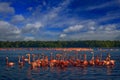 Flaminfos, Mexico wildlife. Flock of bird in the river sea water, with dark blue sky with clouds. American flamingo,